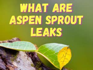 simple sprout leaks|An Ultimate Guide To Aspen Sprout Leaks